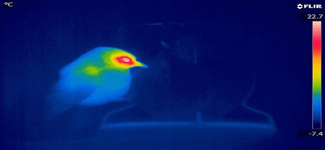 Imagen infrarroja de un pájaro en el estudio