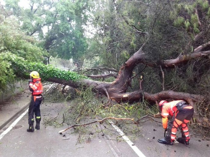 Los Bomberos actúan en un árbol caído en Gelida (Barcelona)