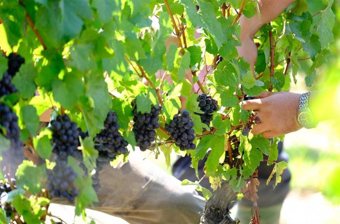 Np La Junta Apoya Al Sector Del Vino Andaluz Para Impulsar La Promoción Exterior (Consejería De Agricultura, Ganadería, Pesca Y Desarrollo Sostenible)
