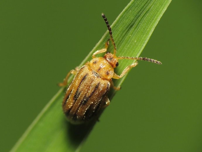 Escarabajo Ophraella communa