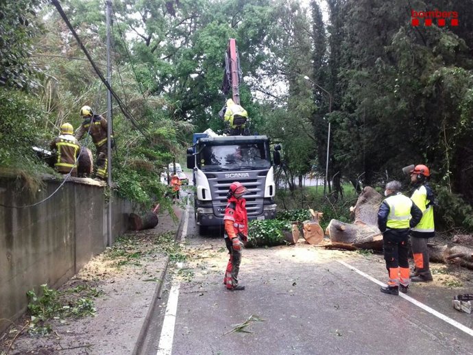Actuaciones de los Bomberos por caídas de árboles en Catalunya