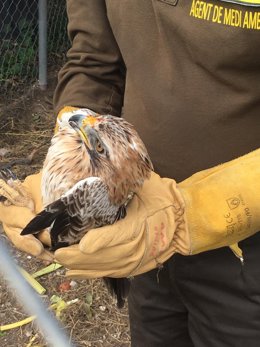 Ejemplar de águila calzada