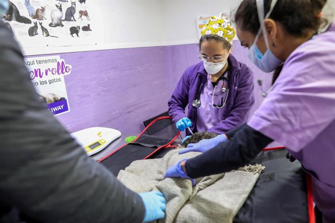 Dos veterinarias atienden a un gato en el Hospital Veterinarea en Alpedrete, en el que trabajan 13 veterinarios, sanitarios esenciales durante el estado de alarma provocado por el coronavirus. Además de garantizar el bienestar animal, son los responsabl