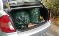 Tres detenidos por cultivo y tráfico de marihuana en la provincia de Cádiz
