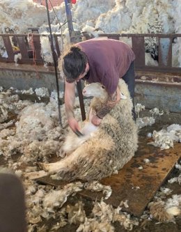Un esquilador, en plena faena.