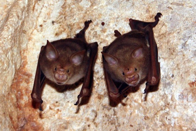 Murciélagos africanos de nariz de hoja
