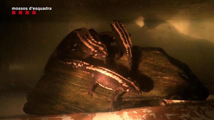 Anfibios encontrados en un local de Barcelona