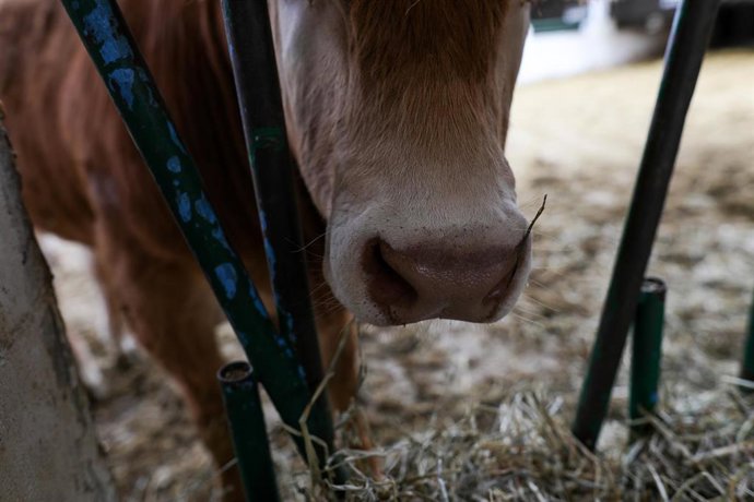 Una vaca en las instalaciones de ganado del Instituto Madrileño de Investigación y Desarrollo Rural, Agrario y Alimentario (IMIDRA), Centro de Transferencia Tecnológica "La Chimenea", cuya actividad continúa por ser imprescindible, el día en el que entr