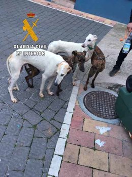 Los cuatro galgos que acompañaban a los furtivos