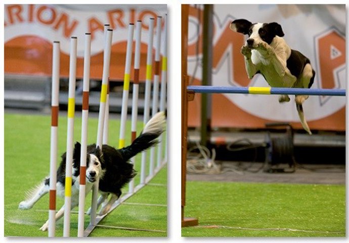 Exposición Mundial Canina