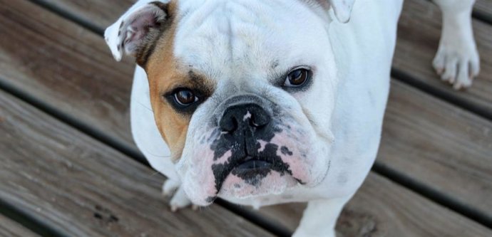 La Real Sociedad Canina de España recomienda no poner mascarillas a los perros.