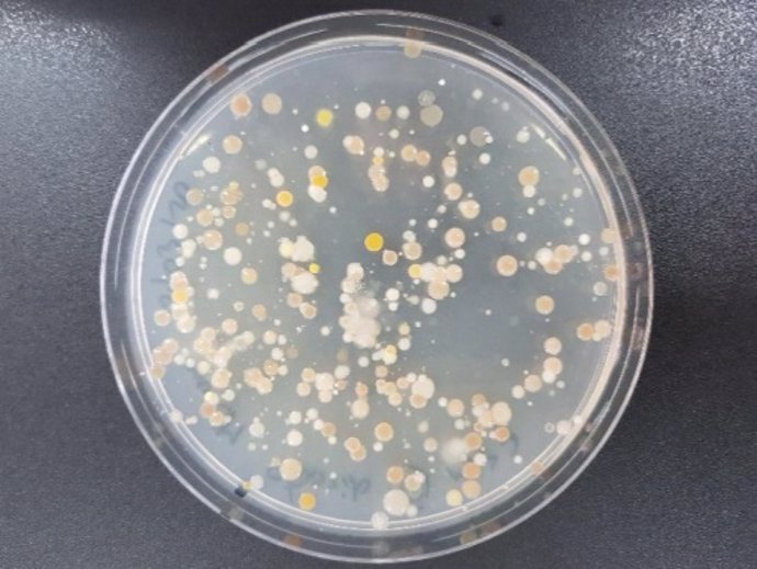 Placa de Petri con cultivos de bacterias que han crecido en los sedimentos marinos