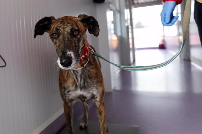 Un galgo en el Hospital Veterinarea en Alpedrete, en el que trabajan 13 veterinarios, sanitarios esenciales durante el estado de alarma provocado por el coronavirus. Además de garantizar el bienestar animal, son los responsables de mantener la seguridad