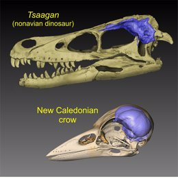 Los dinosaurios tenían tamaños cerebrales de aves antes de la extinción