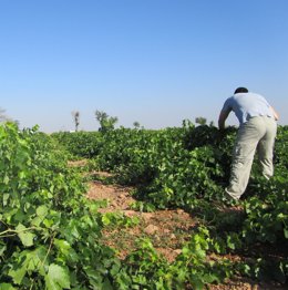 Temporrero, campo, agricultor