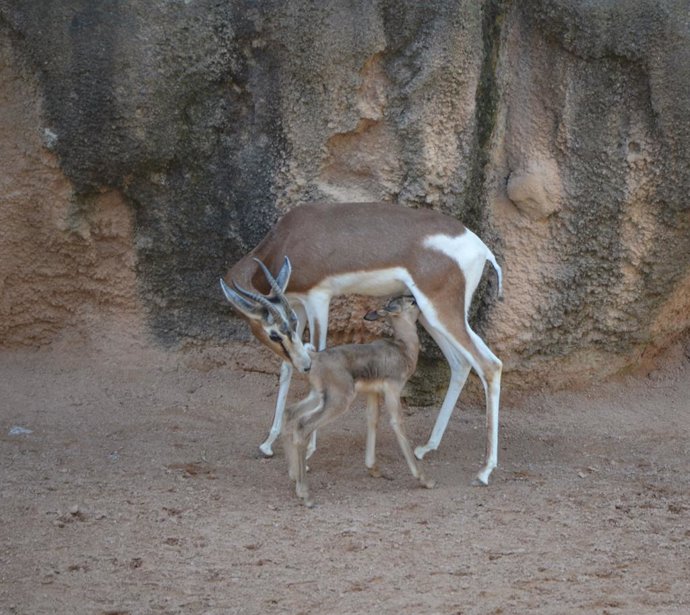 'Hope', una gasela nascuda en quarantena en Bioparc i un cant a l'esperança
