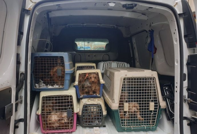 Perros Yorkshire requisados en un criadero ilegal en Valladolid.