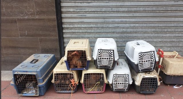 Algunos de los perros requisados en el criadero ilegal en Santa Clara, Valladolid.