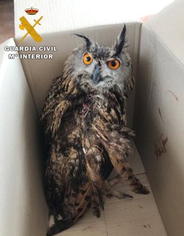 Buho real recuperado por agentes del Seprona en Albacete