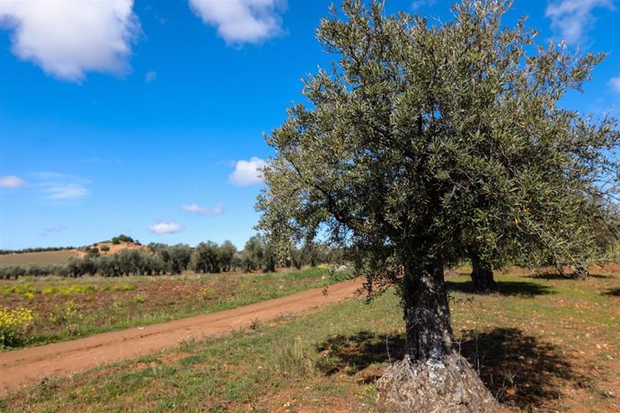 Un olivo en las inmediaciones de la localidad de Campo Real, al sureste de Madrid.  