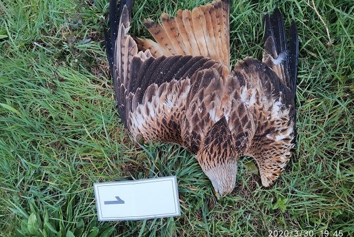 Animal presuntamente envenenado