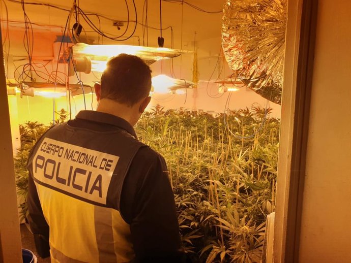 Un agente ante la plantación.