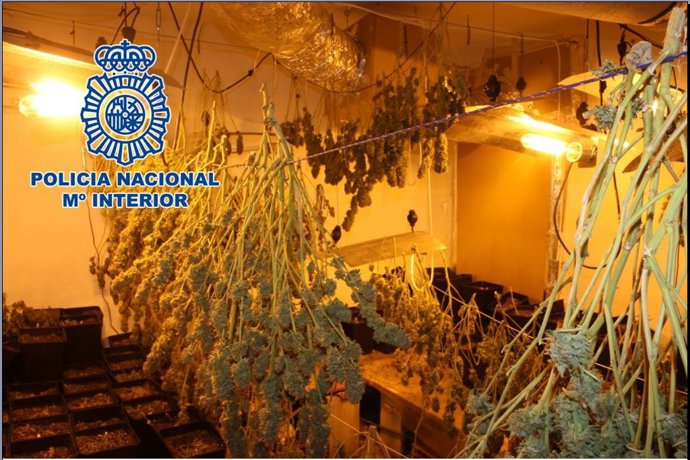 Plantación de marihuana desmantelada por Policía Nacional en la zona norte de Granada