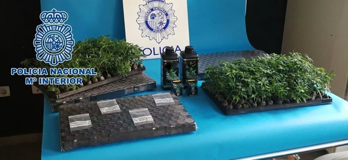 Plantas de marihuana intervenidas.