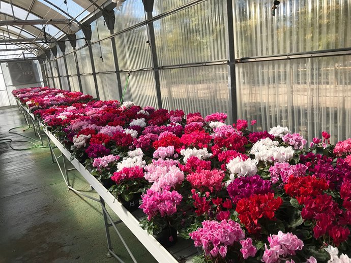 Plantas de la Diputación de Huelva