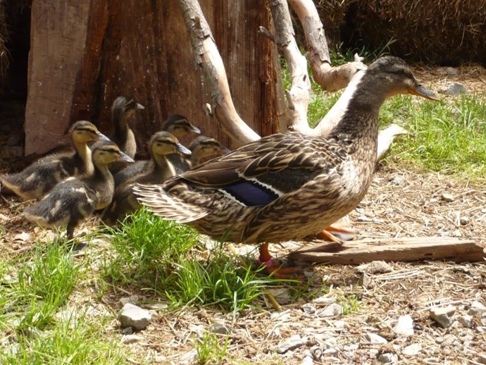 Familia de patos en Terra Natura