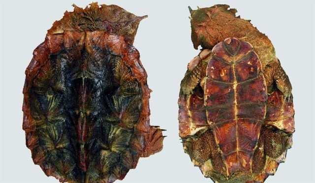 Nueva especie de tortuga aparece en el Amazonas