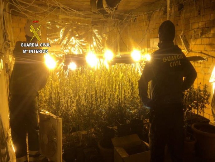 Plantación de marihuana