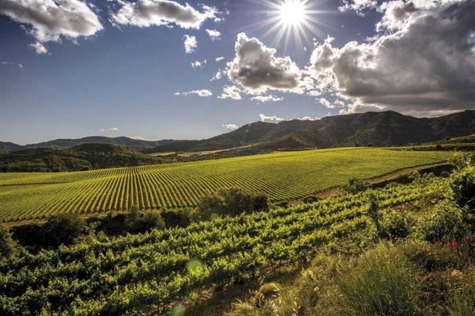 Viñedo de Familia Torres en Tremp (Lleida).
