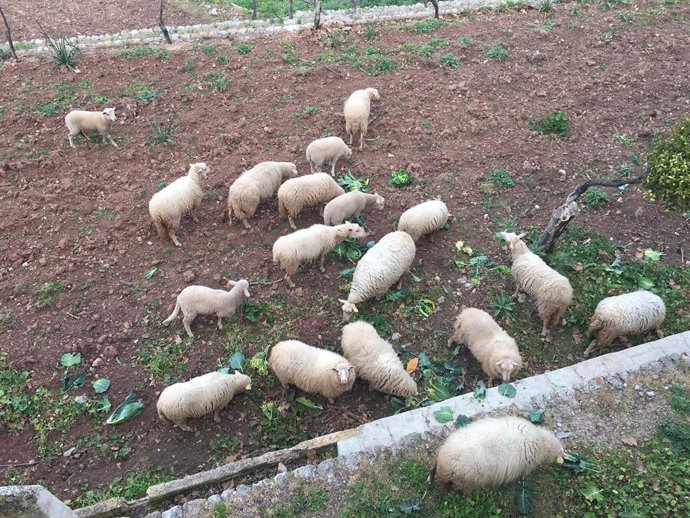 Los corderos criados en las fincas públicas del Ibanat se adhieren a la marca 'Me ecolgic de Mallorca'