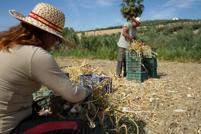 Recogida de ajos