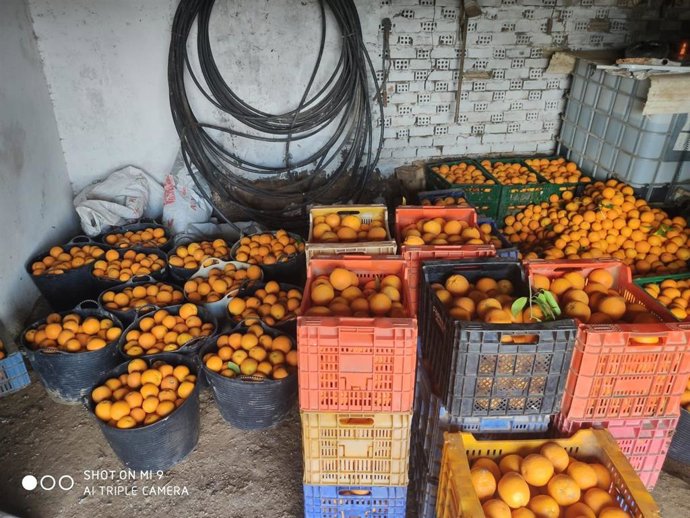 Robo de naranjas en Carmona