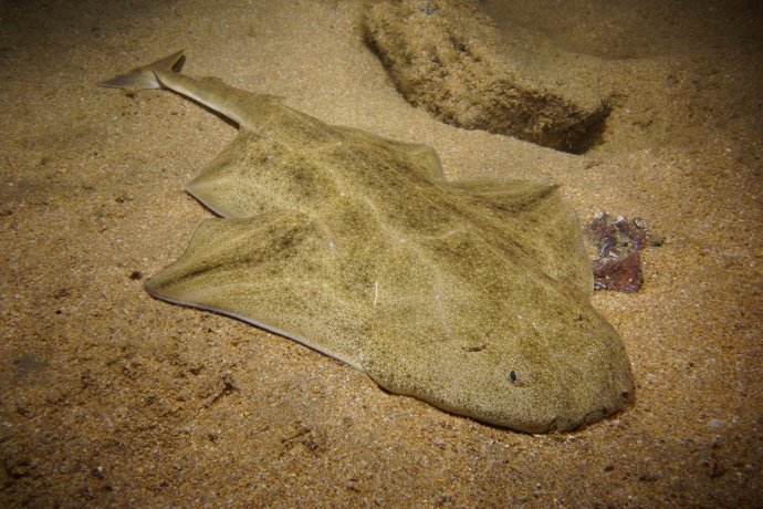 El Gobierno de Canarias inicia un estudio sobre la cría de angelotes en Las Tere