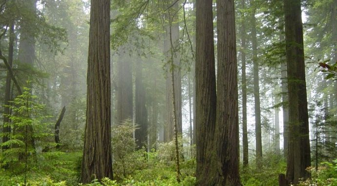    La madera y la corteza de todos los árboles del planeta están formadas por una única capa de células no más ancha que la punta de una aguja