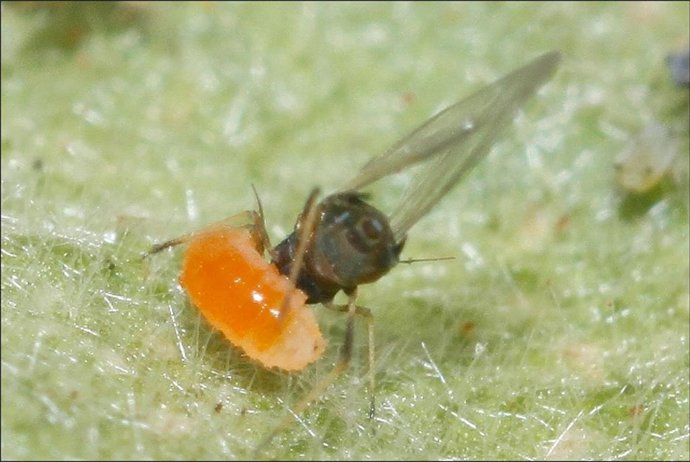 Hortyfruta encuesta a los agricultores de Almería y Granada para conocer el avan