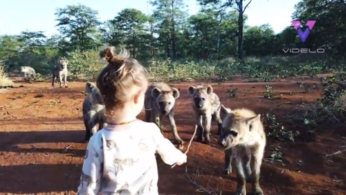 Capturan en vídeo a una niña de dos años jugando con una manada de hienas