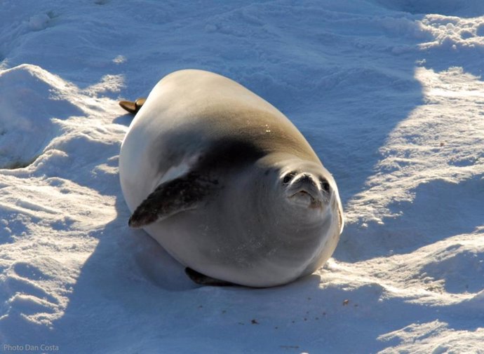  Predecir con la dieta de las focas cambios en la distribución del kril  