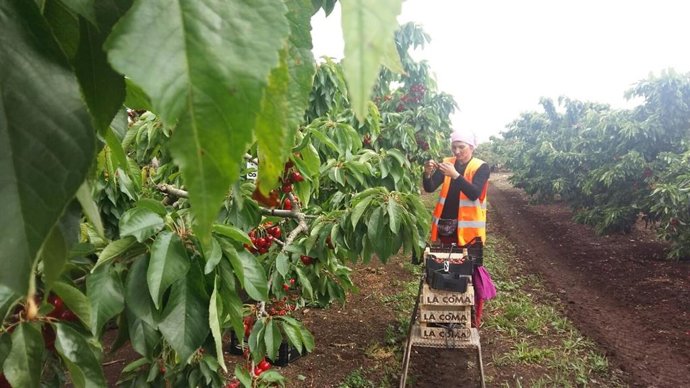 Temporeros del sector agrícola