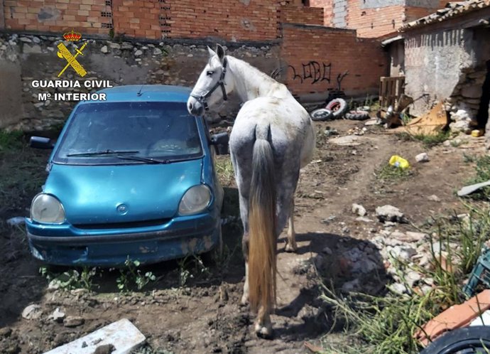 Imagen de la yegua sustraída
