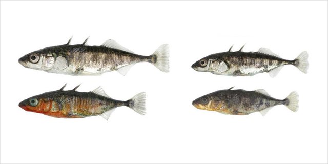 Peces espinosos utilizados en el estudio