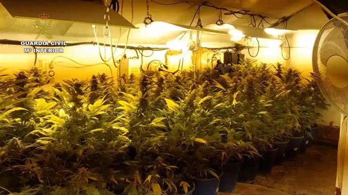 Granada.- Sucesos.- Detenido por cultivar 210 plantas de marihuana en una casa d