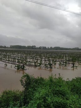 Agro.- El Govern autoriza un tratamiento aéreo en manzanos del Baix Ter (Girona)