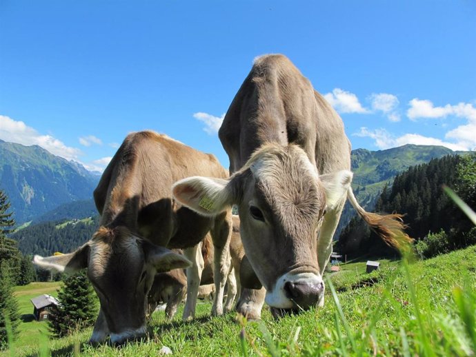 El consumo de lacteos en la Europa prehistórica despegó por el norte