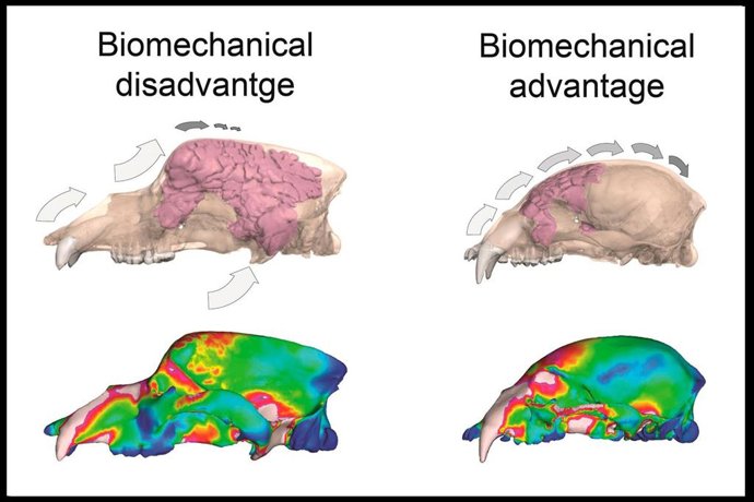Un estudio desarrollado por investigadores del área de Paleontología de la UMA que desvela por qué se extinguieron los osos de las cavernas hace unos 24.000 años, realizado a partir de simulaciones en 3D de su mordida.