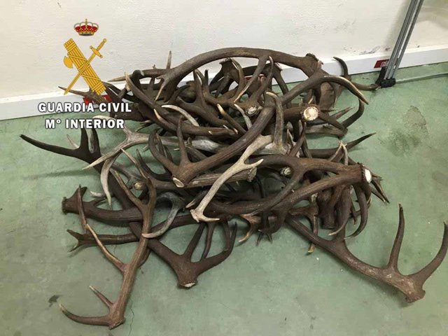 Cuernas de cuiervo y gamo intervenidas