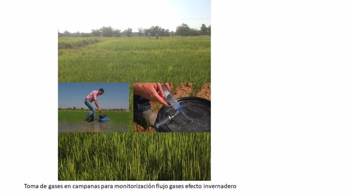Un proyecto de la UEx para hacer sostenible el cultivo del arroz logra financiac